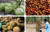 Plantation